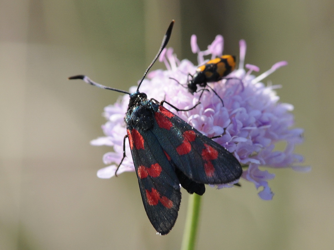 Zygaenidae varie